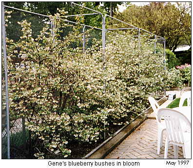 Gene's blueberry bushes in bloom.